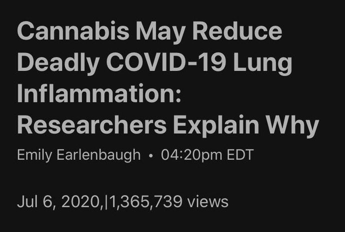 Cannabis CBD May Help Fight Against Covid