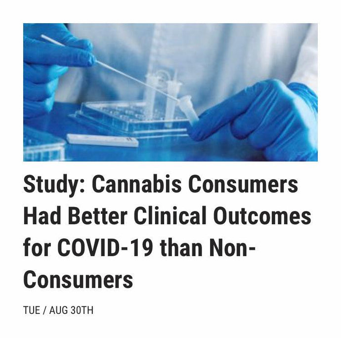 Study: Cannabis Consumers Had Better Clinical Outcomes from Virus than Non-Consumers