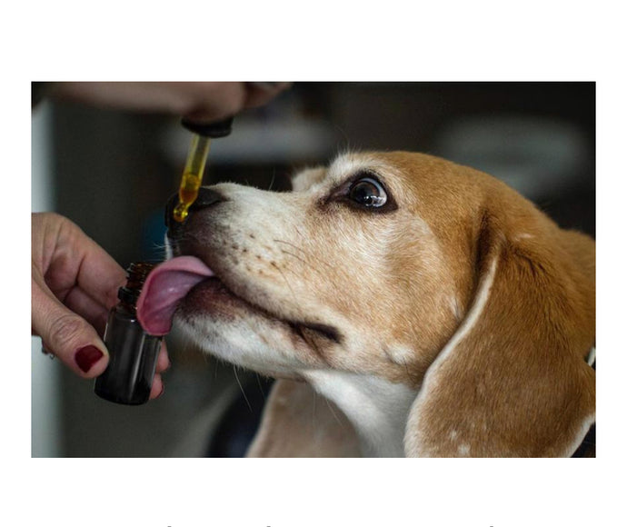 CBD for Dogs 101 - Explained!