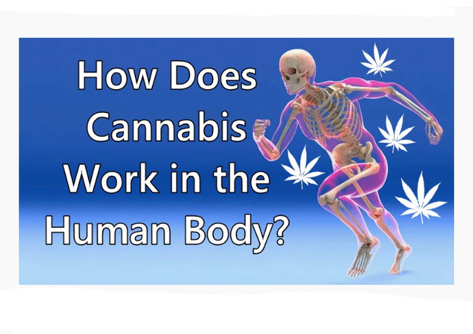 How Nature Planned Your Body to Use Cannabinoids.