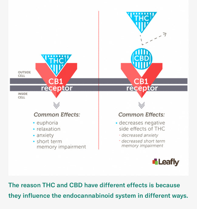 CBD- What Does It Do and How Does It Affect Us?
