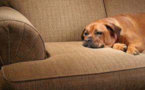 ABC NEWS Healthy Hemp CBD Oil for Dog Anxiety, CBD Review from a Veterinarian