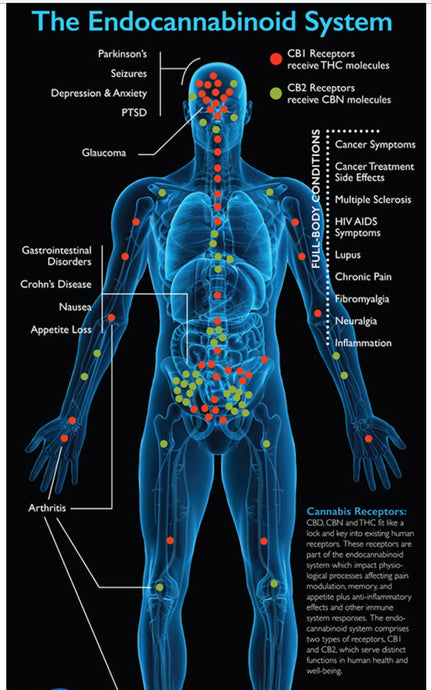 Doctor Speaks UP - Why Your Body (ECS) Needs Hemp