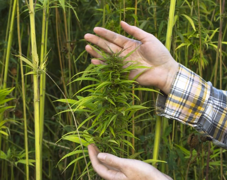 HEMP: What is it, And Why is it Important?