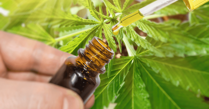 CBD Oil Tincture: Your Guide to Understanding Dosages