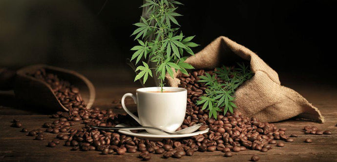 Cannabis and Coffee - Related Rituals?